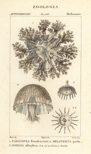 Medusa invertida, Cassiopea frondosa 1, especie Melicertum 2 y pólipo obelia 3