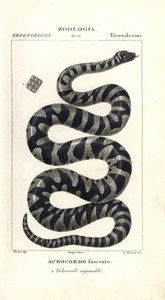 Serpiente verrugosa o pequeña serpiente de lima, Acrochordus granulatus