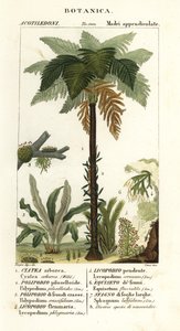 Helecho de las Indias Occidentales, Cyathea arborea, helecho enredadera, Microgramma piloselloides 2, helecho grácil, Niphidium crassifolium 3, helecho de borla gruesa, Huperzia phlegmaria 4, musgo espinoso, Lycopodiella cernua 5, cola de caballo de agua