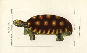 Tortuga de patas amarillas o tortuga gigante brasileña, Chelonoidis denticulatus Testudo tabulata Testuginne intarsiata de Corsi Corsi