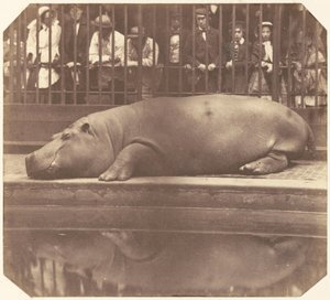 El Hipopótamo en el Zoológico, Regent