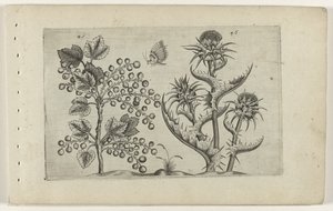 Aalbes en Mariadistel Conozca los lirios (título de la serie) de Crispijn van de Passe (I) (attributed to)