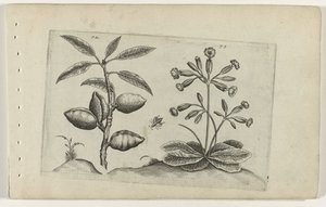 Amandelboom en gulden sleutelbloem Conozca los lirios (título de la serie) de Crispijn van de Passe (I) (attributed to)