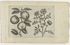 Manzana y rosa canina Cognoscite lilia (título de la serie) de Crispijn van de Passe (I) (attributed to)