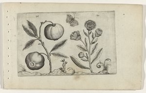 Assyrische appel en goudsbloem Conozca los lirios (título de la serie) de Crispijn van de Passe (I) (attributed to)