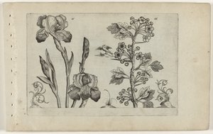 Bardiris y coralmeidoorn Cognoscite Lily (título de la serie)