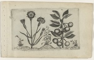 Bolderik en zure kers Conozca los lirios (título de la serie) de Crispijn van de Passe (I) (attributed to)