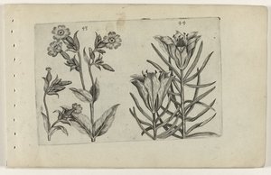 Flor de cuco de día y lirio de centeno Cognoscite lilia (título de la serie) de Crispijn van de Passe (I) (attributed to)