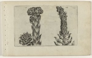 Thunderblade y gordolobo Cognoscite lilia (título de la serie) de Crispijn van de Passe (I) (attributed to)
