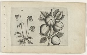 Violeta tricolor y manzana Cognoscite lilia (título de la serie) de Crispijn van de Passe (I) (attributed to)