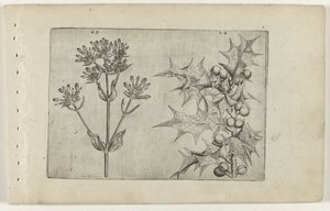 Centaury(?) y Holly Cognoscite lilia (título de la serie)