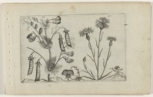 Erwt en korenbloem Conozca los lirios (título de la serie) de Crispijn van de Passe (I) (attributed to)