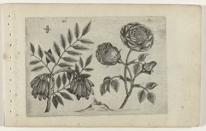 usted está en roos Conozca los lirios (título de la serie) de Crispijn van de Passe (I) (attributed to)