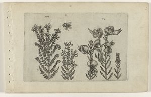Arbusto común de brezo y escoba Cognoscite lilia (título de la serie) de Crispijn van de Passe (I) (attributed to)