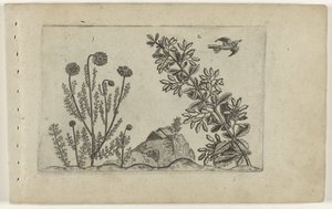 Gewone kamille en zuurbes Conozca los lirios (título de la serie) de Crispijn van de Passe (I) (attributed to)