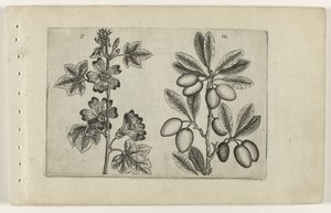 Gran malva y olivo Cognoscite lilia (título de la serie) de Crispijn van de Passe (I) (attributed to)