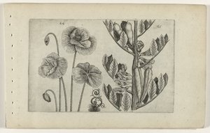 Amapola grande y haba Cognoscite lilia (título de la serie) de Crispijn van de Passe (I) (attributed to)