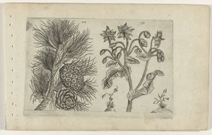 Grove den en bernagie Conozca los lirios (título de la serie) de Crispijn van de Passe (I) (attributed to)