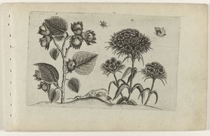 avellana y dulce william Cognoscite lilia (título de la serie) de Crispijn van de Passe (I) (attributed to)