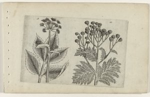 Hertswortel y boerenwormkruid Conozca los lirios (título de la serie) de Crispijn van de Passe (I) (attributed to)