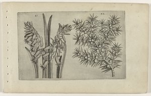 Hyacint en Jenerbes Conozca los lirios (título de la serie) de Crispijn van de Passe (I) (attributed to)
