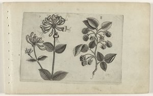 Kamperfoelie en framboos Conozca los lirios (título de la serie) de Crispijn van de Passe (I) (attributed to)