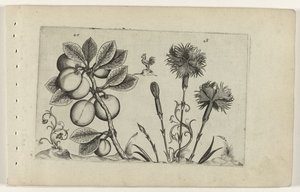 Kerspruit en tuinanjer Conozca los lirios (título de la serie) de Crispijn van de Passe (I) (attributed to)