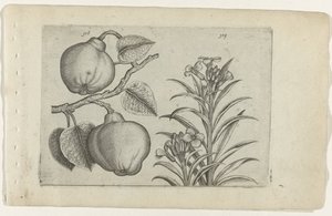 Kweepeer y muurbloem Cognoscite Lily (título de la serie)