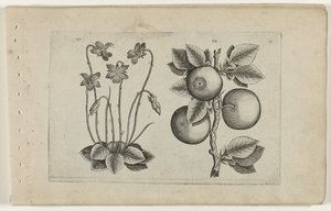 marzo violeta y naranja Cognoscite lilia (título de la serie) de Crispijn van de Passe (I) (attributed to)