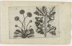 Margarita y roble pedunculado Cognoscite lilia (título de la serie) de Crispijn van de Passe (I) (attributed to)