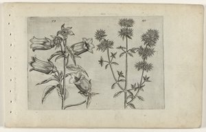 Reloj Mariette y mejorana Cognoscite lilia (título de la serie) de Crispijn van de Passe (I) (attributed to)