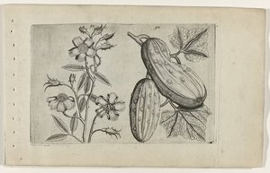 Muskusroos en komkor Conozca los lirios (título de la serie) de Crispijn van de Passe (I) (attributed to)