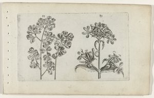 Helecho de pared y saponaria Cognoscite lilia (título de la serie) de Crispijn van de Passe (I) (attributed to)