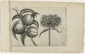Melocotón y amor ardiente Cognoscite lilia (título de la serie) de Crispijn van de Passe (I) (attributed to)