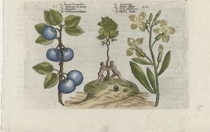 Pruim en muurbloem Pruna Damasena / Leucojum (título sobre objeto) Conozca los lirios (título de la serie) de Crispijn van de Passe (I) (attributed to)