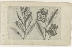 Salie en tamme kastanje Conozca los lirios (título de la serie) de Crispijn van de Passe (I) (attributed to)