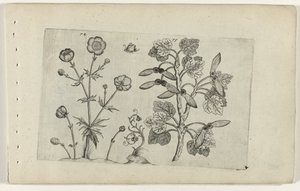 Ranúnculo afilado y arce de campo Cognoscite lilia (título de la serie) de Crispijn van de Passe (I) (attributed to)