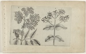 sering en mansbloed Conozca los lirios (título de la serie) de Crispijn van de Passe (I) (attributed to)