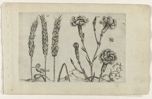 Tarwe en tuinanjer Conozca los lirios (título de la serie) de Crispijn van de Passe (I) (attributed to)