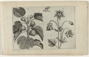 Higuera y aguileña salvaje Cognoscite lilia (título de la serie) de Crispijn van de Passe (I) (attributed to)