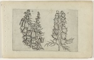 Foxglove y Blue Monkshood Cognoscite lilia (título de la serie)