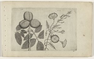 Walnootboom y akkerwinde Conozca los lirios (título de la serie) de Crispijn van de Passe (I) (attributed to)