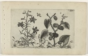 Delfinio silvestre y morera negra Cognoscite lilia (título de la serie) de Crispijn van de Passe (I) (attributed to)