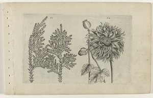 Siete árboles y bola para dormir. Cognoscite lilia (título de la serie) de Crispijn van de Passe (I) (attributed to)