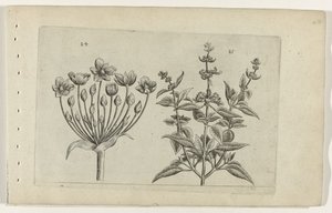 Flor de cisne y salvia de flor pequeña Cognoscite lilia (título de la serie) de Crispijn van de Passe (I) (attributed to)