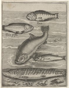 Studieblad conoció a vijf vissen Iconos vivos de peces (título de la serie) de Crispijn van de Passe (I)