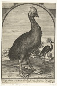 Casuario, traído por Willem Jacobsz. de las Indias Orientales y presentado al Príncipe Mauricio, 1614 de Crispijn van den Queborn (attributed to)