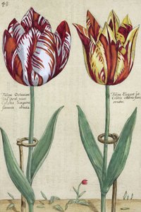 Tulipa Octaviani del pont, y Tulipa Elegant, de 