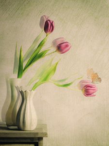 Tulipanes de ensueño y una mariposa