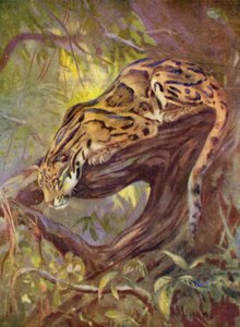 En el zoológico: leopardo nublado (litografia en color)